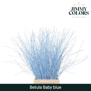 Betula L70 Light blue