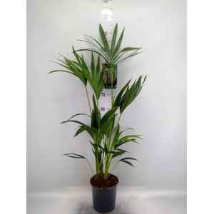 Howea forsteriana