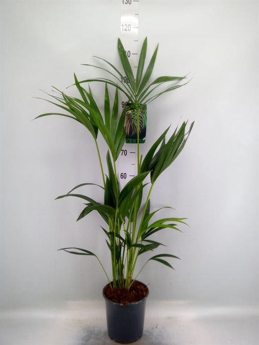 <h4>Howea forsteriana</h4>