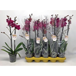 PHAL AN MONTREUX