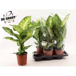 Dieffenbachia Mars 17Ø 70cm