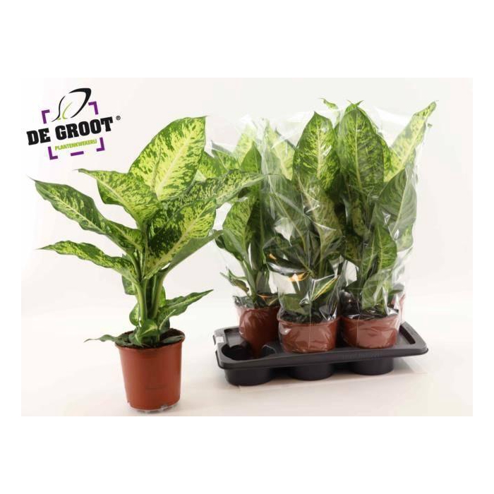 <h4>Dieffenbachia Mars 17Ø 70cm</h4>