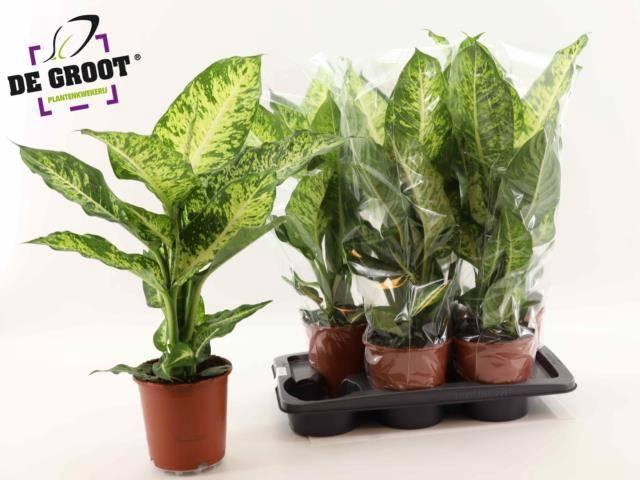 Dieffenbachia Mars 17Ø 70cm
