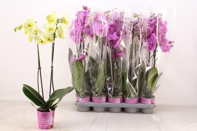 <h4>PHAL GEM 5 KL</h4>