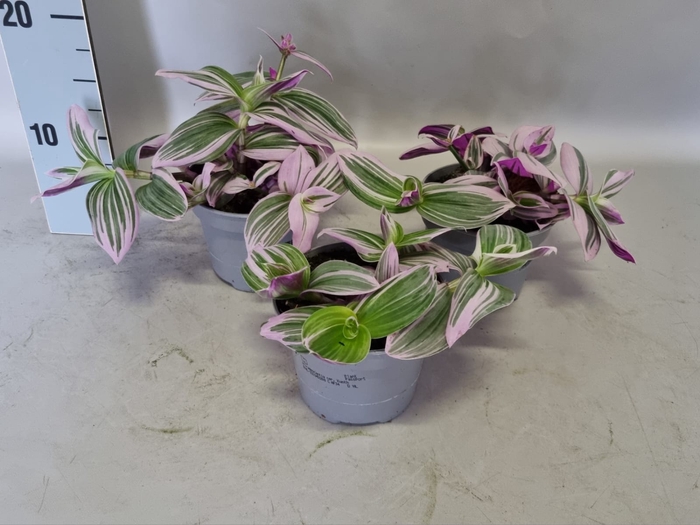 Indoor 12cm Tradescantia cer. Kunth