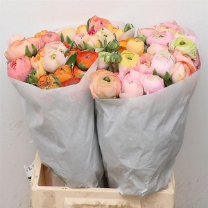 Ran Su Pastel Mix Extra