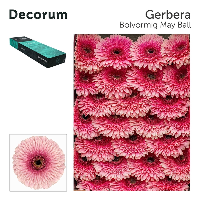 <h4>Gerbera Pomponi May Ball Doos</h4>