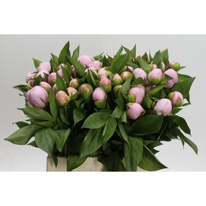 Paeonia (Herb. Hybrid Grp) 'Pink Vanguard'