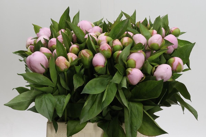 <h4>Paeonia (Herb. Hybrid Grp) 'Pink Vanguard'</h4>