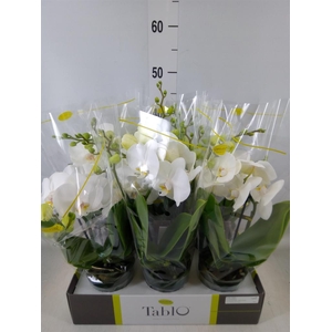 Phalaenopsis   ...white