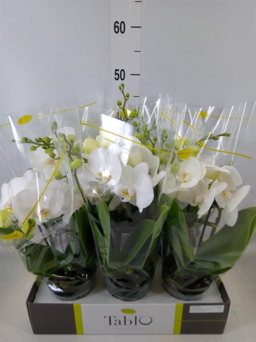 <h4>Phalaenopsis ...white</h4>