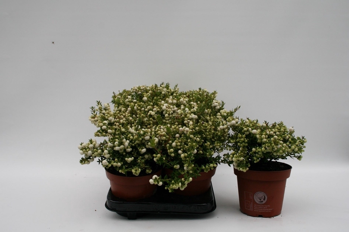 <h4>Gaultheria   ...white berry</h4>