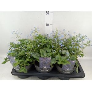 Brunnera macrophylla   ...