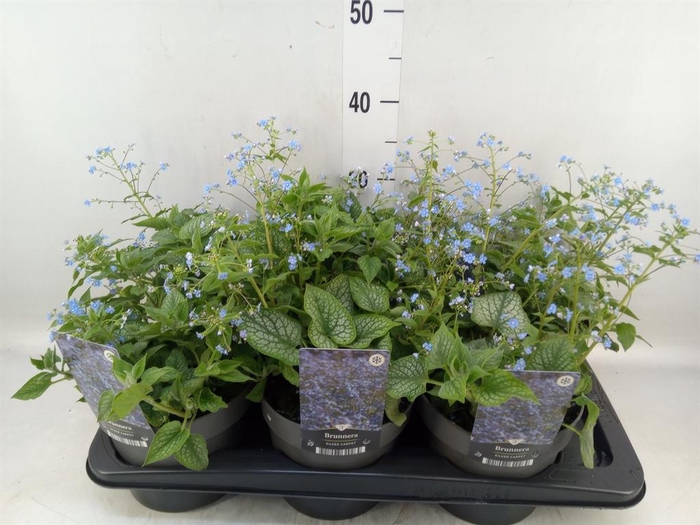 <h4>Brunnera macrophylla   ...</h4>