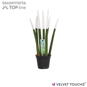 Sansevieria VELVET TOUCHZ® Wit