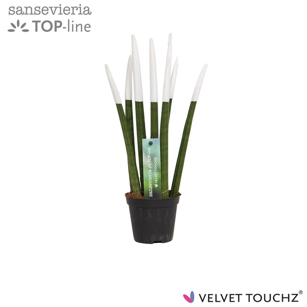 <h4>Sansevieria VELVET TOUCHZ® Wit</h4>