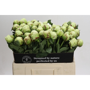 Paeonia Ivory Victory
