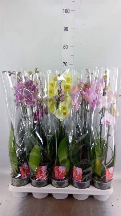 <h4>Phalaenopsis   ...mix</h4>