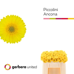 Nano Ancona