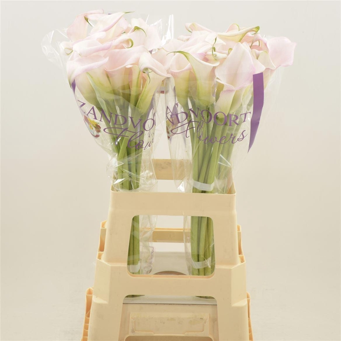 <h4>Calla Sweet Art | Heavy Quality</h4>