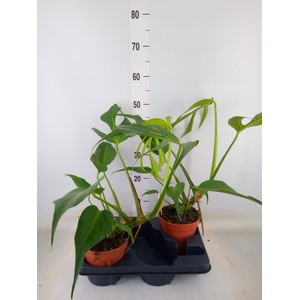 Monstera   ...