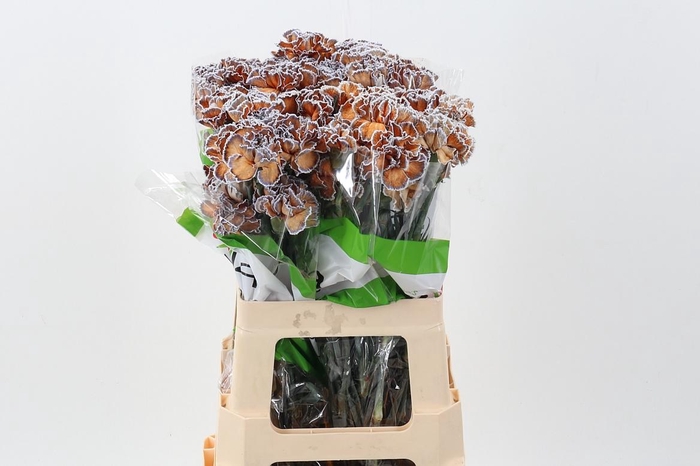 <h4>Di St Tinted Aruba</h4>