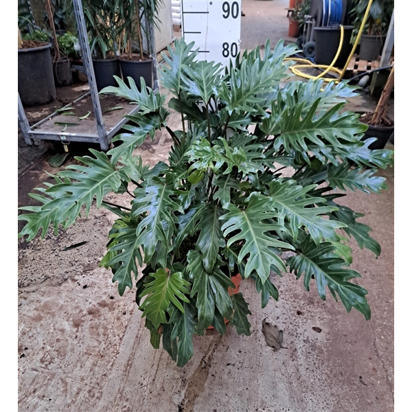 <h4>Philodendron Xanadu Bush</h4>