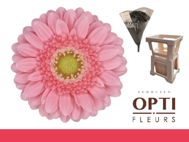 <h4>Germini Juna Water</h4>