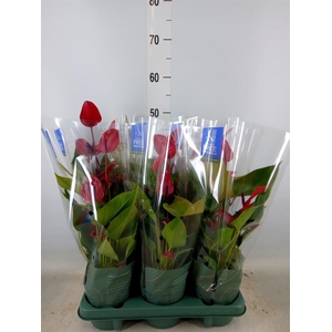 Anthurium  'Banderola Lava'