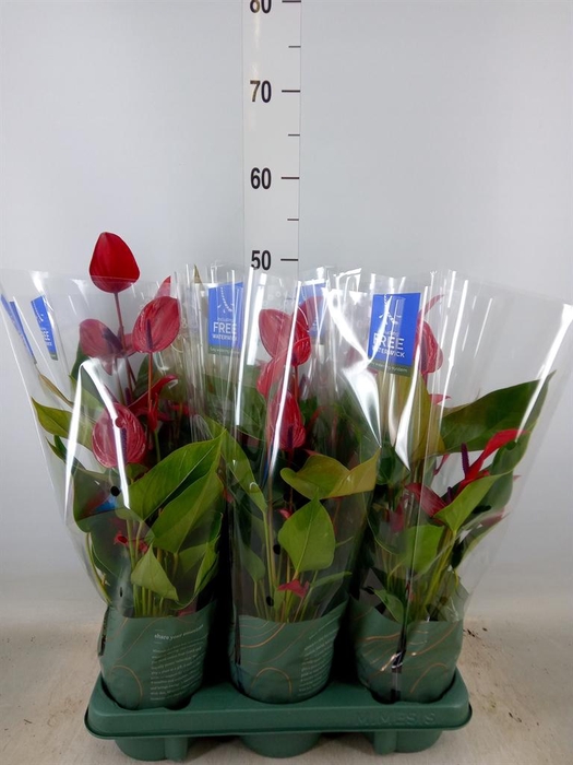 <h4>Anthurium  'Banderola Lava'</h4>