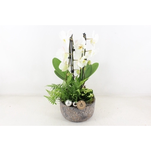 arr2 PL - Ker. mave pot Phal cascade