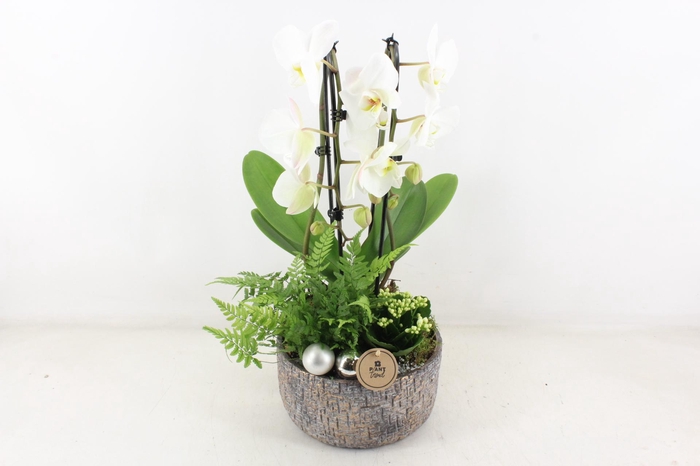 <h4>arr2 PL - Ker. mave pot Phal cascade</h4>