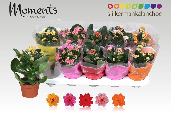 <h4>KAL GE GEM 5 KL</h4>