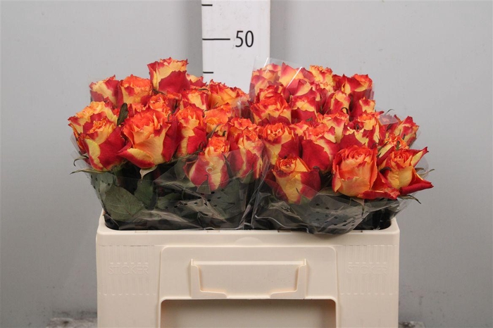 <h4>R Gr Silantoi</h4>