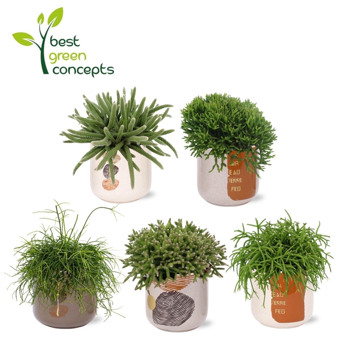 <h4>RHIPSALIS GEM</h4>
