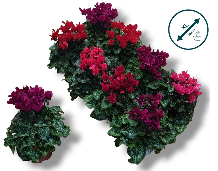 <h4>Cyclaam -DARK MIX</h4>