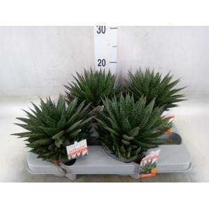 Gasteria