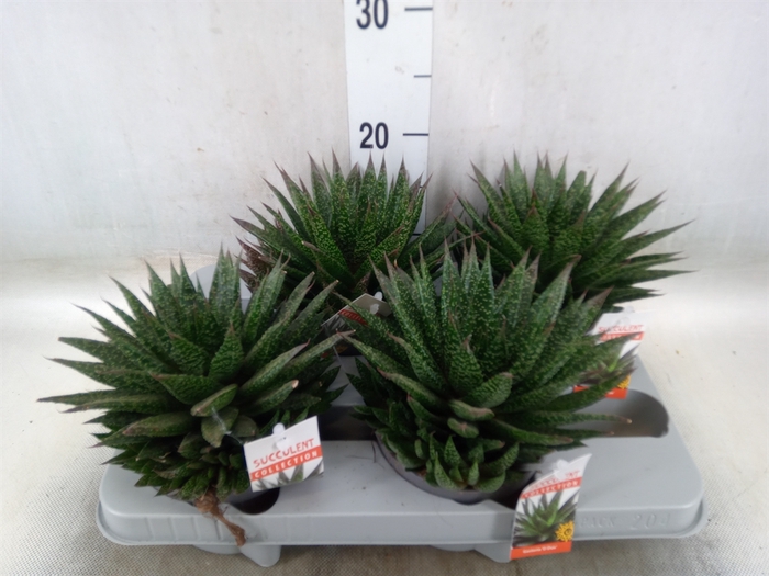 <h4>Gasteria</h4>