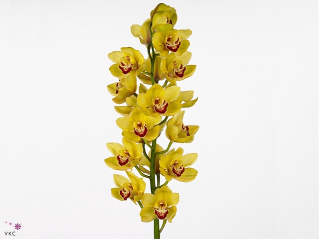 Cymbidium Rijsenhout  Doos