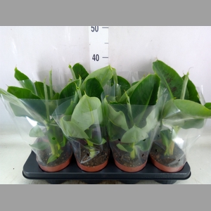 Musa  'Tropicana'