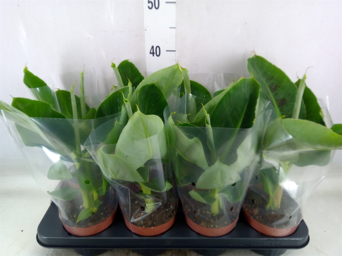 <h4>Musa  'Tropicana'</h4>