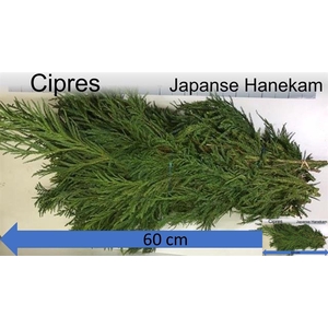 CRYPTOM J CRISTAT BS