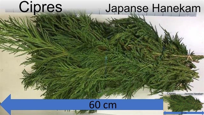 <h4>CRYPTOM J CRISTAT BS</h4>