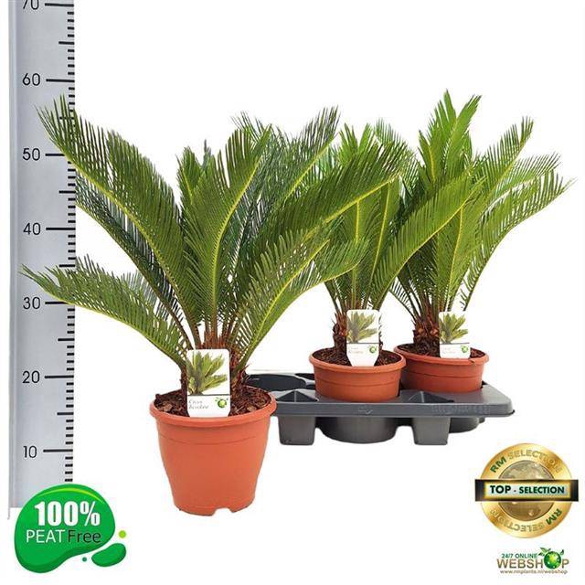 <h4>CYCAS REVOLUTA P19</h4>