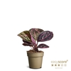 CALATHEA ROSEOPICTA P9