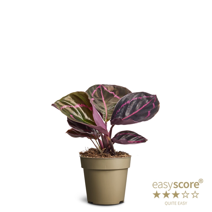 CALATHEA ROSEOPICTA P9