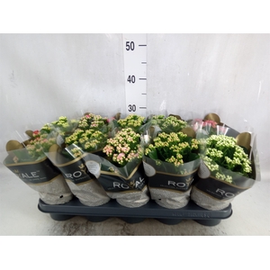 Kalanchoe blos. 'RoyalDon'   ..mix