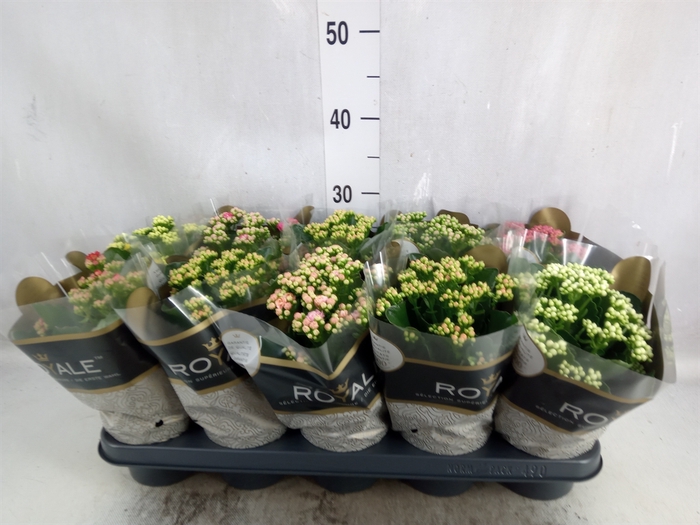 Kalanchoe blos. 'RoyalDon'   ..mix