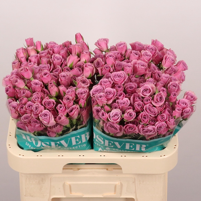 <h4>R TR NOVA ROSEVER</h4>