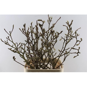 Magnolia Grandiflora Ex